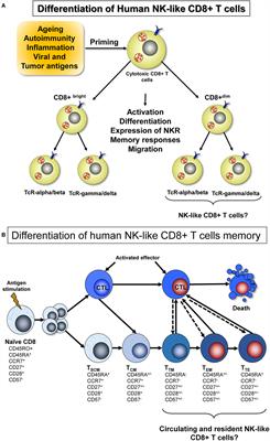 Adaptive Memory of Human NK-like CD8+ T-Cells to Aging, and Viral and Tumor Antigens